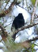 Glossy Flowerpiercer