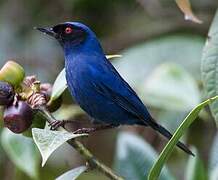 Masked Flowerpiercer