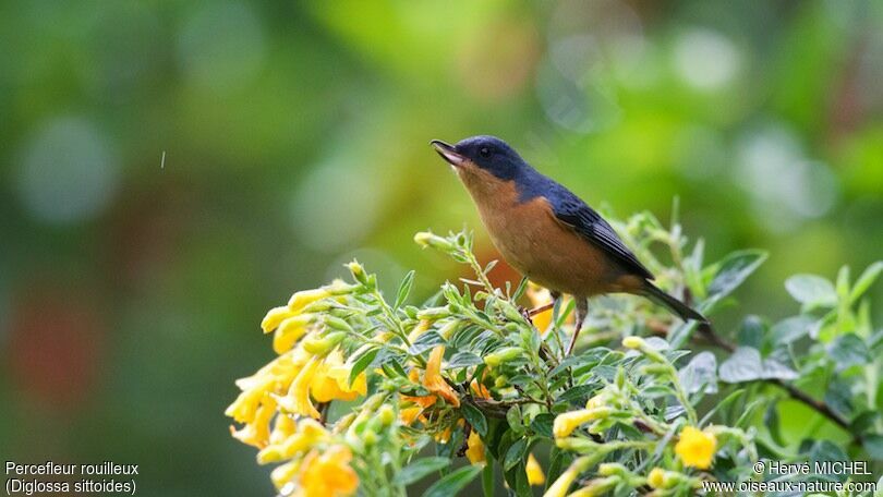 Rusty Flowerpiercer