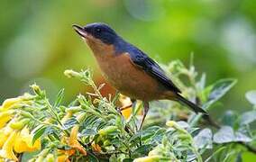 Rusty Flowerpiercer