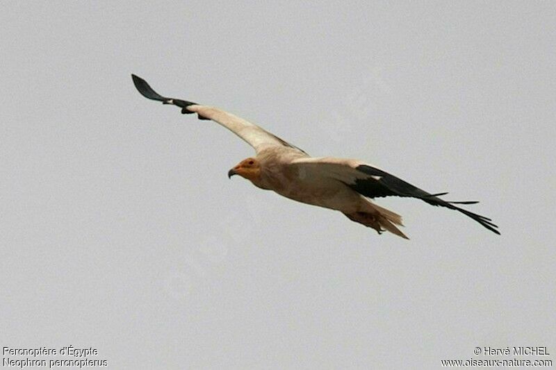 Egyptian Vultureadult, Flight