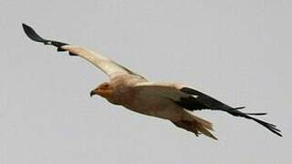 Egyptian Vulture