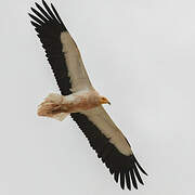 Egyptian Vulture