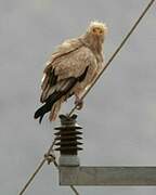 Egyptian Vulture