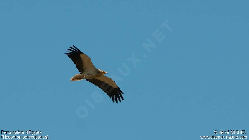 Egyptian Vulture