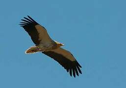 Egyptian Vulture