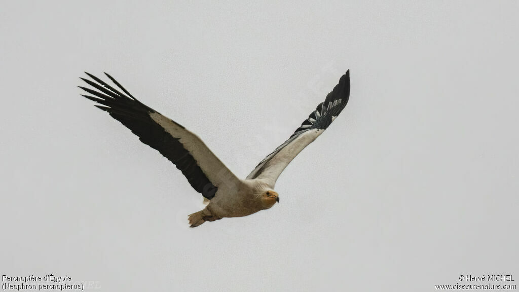 Egyptian Vulture