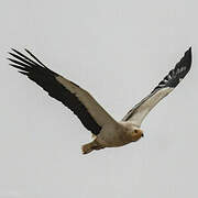 Egyptian Vulture