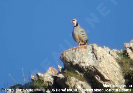 Rock Partridge male adult breeding