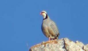 Rock Partridge