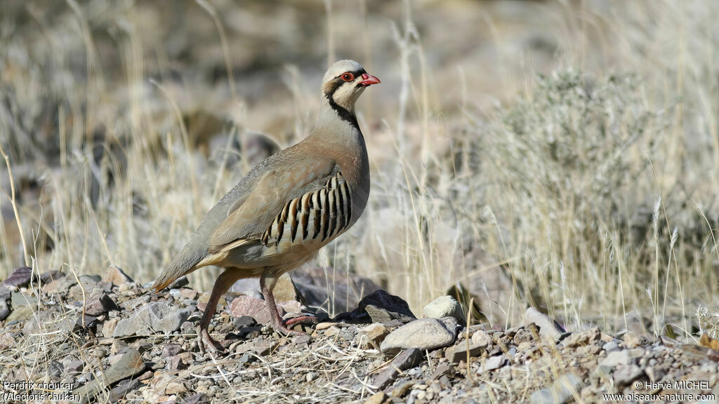 Chukar Partridgeadult