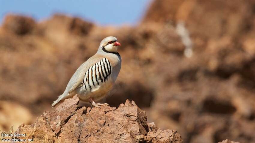 Chukar Partridgeadult