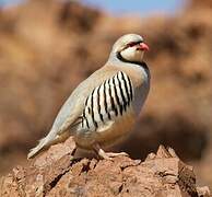 Chukar Partridge