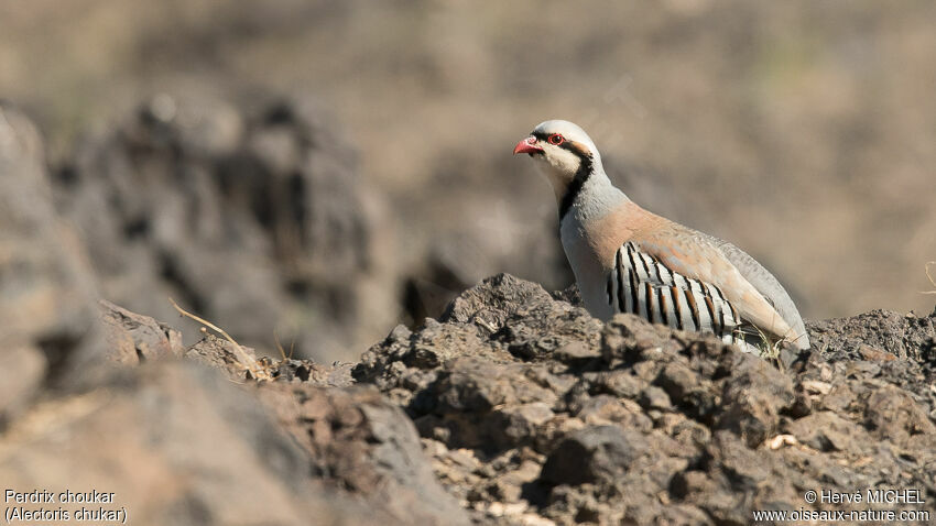 Chukar Partridgeadult