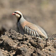 Chukar Partridge