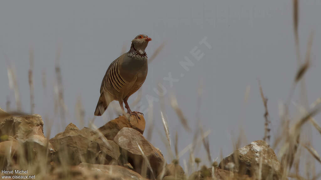 Barbary Partridgeadult, habitat, Behaviour