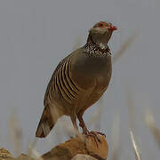 Barbary Partridge