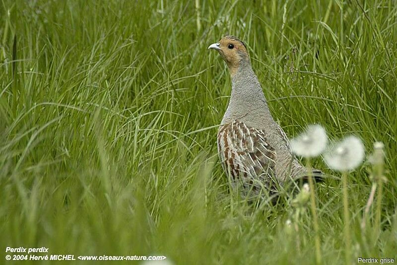 Grey Partridge