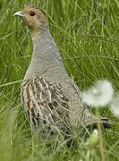 Grey Partridge