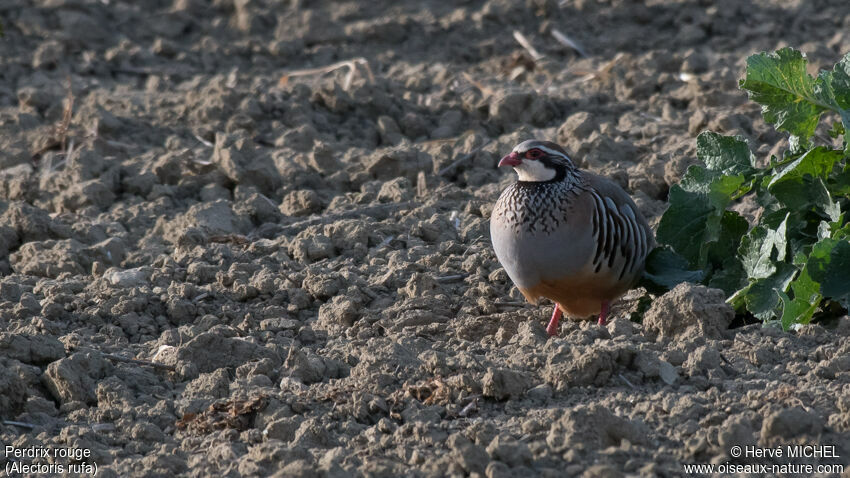 Red-legged Partridgeadult