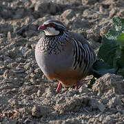 Red-legged Partridge