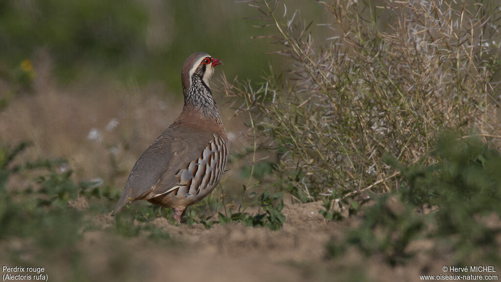 Red-legged Partridge