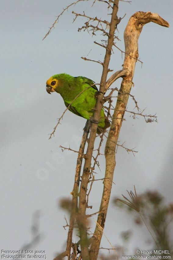 Yellow-fronted Parrot