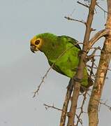 Yellow-fronted Parrot