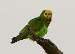 Yellow-fronted Parrot