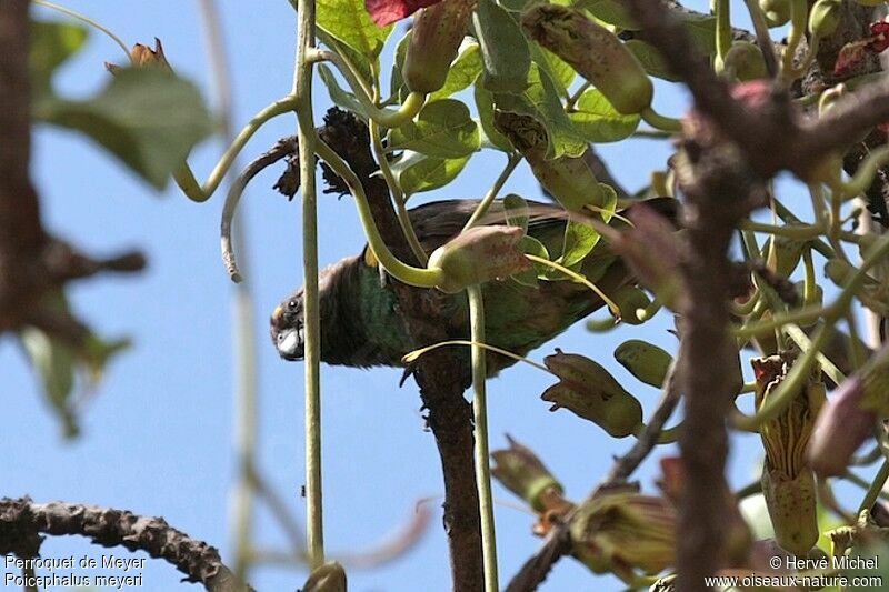 Meyer's Parrotadult