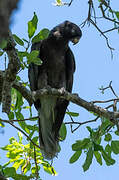 Lesser Vasa Parrot