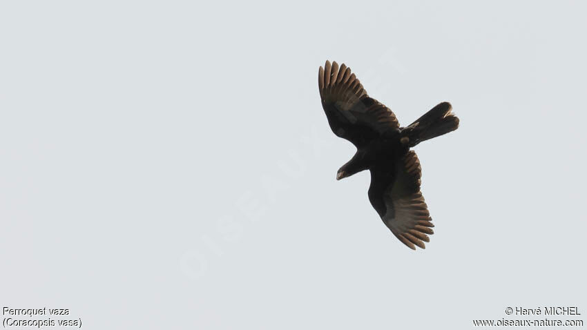 Greater Vasa Parrotadult, Flight