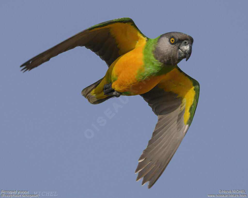 Senegal Parrotadult