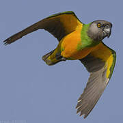 Senegal Parrot