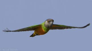 Senegal Parrot