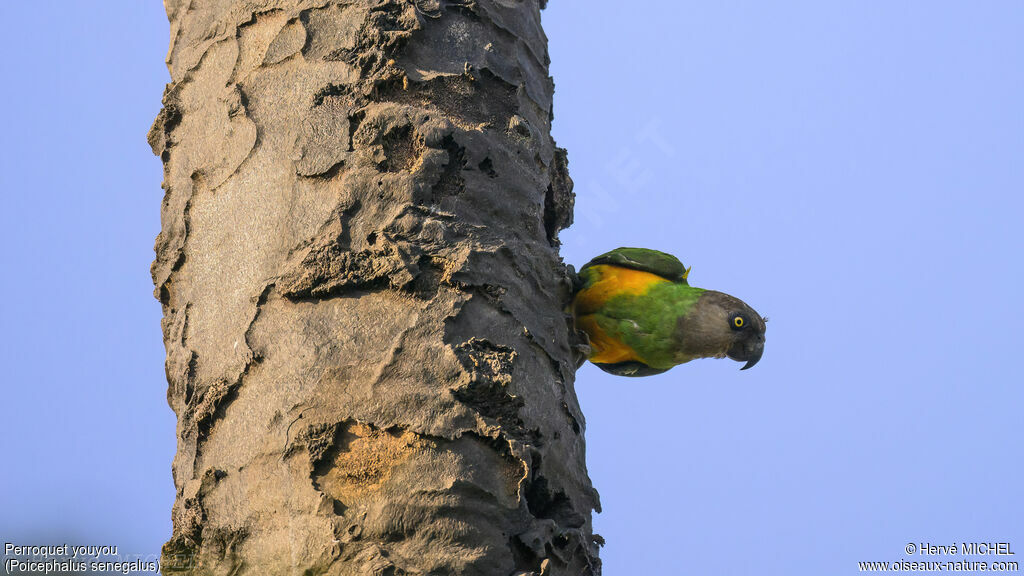 Senegal Parrot