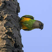 Senegal Parrot