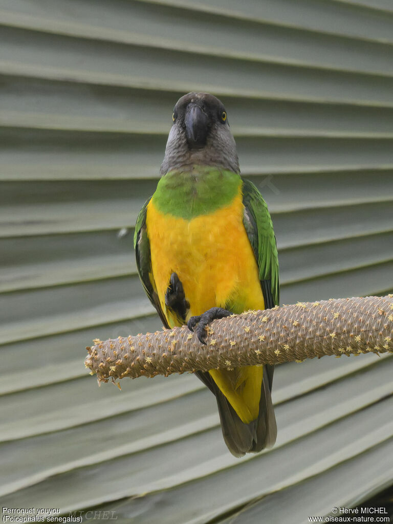 Senegal Parrot