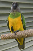 Senegal Parrot