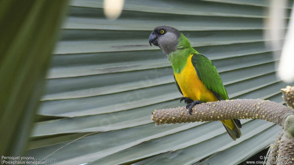 Senegal Parrot