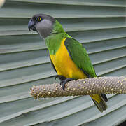 Senegal Parrot