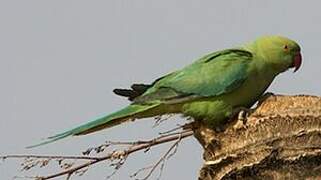 Rose-ringed Parakeet