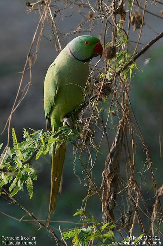 Rose-ringed Parakeetadult breeding