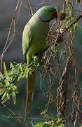 Rose-ringed Parakeet