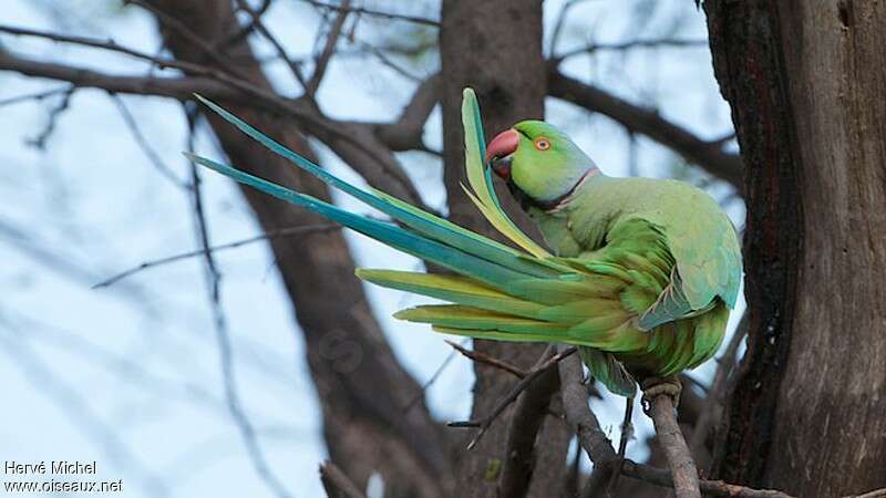 Rose-ringed Parakeet male adult, pigmentation