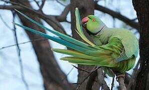 Rose-ringed Parakeet