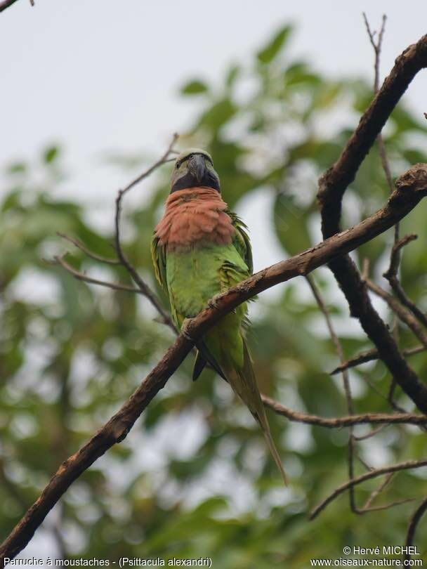 Red-breasted Parakeet