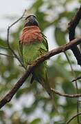 Red-breasted Parakeet