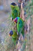 Plum-headed Parakeet