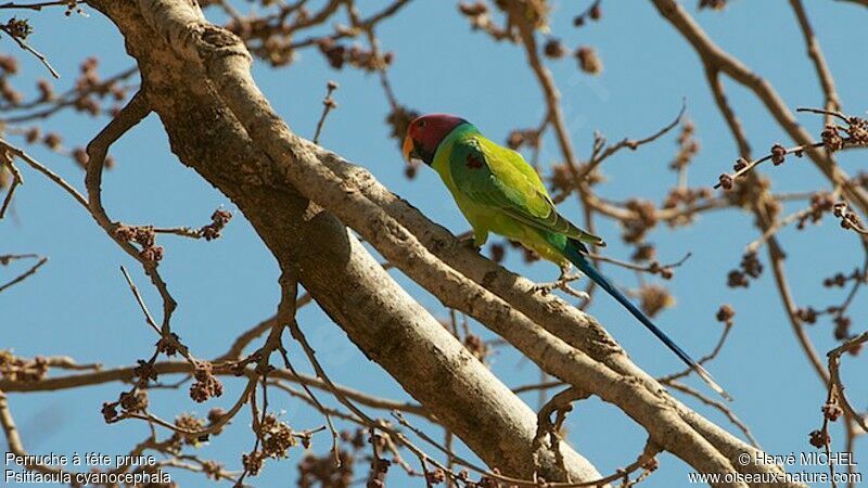 Plum-headed Parakeet male